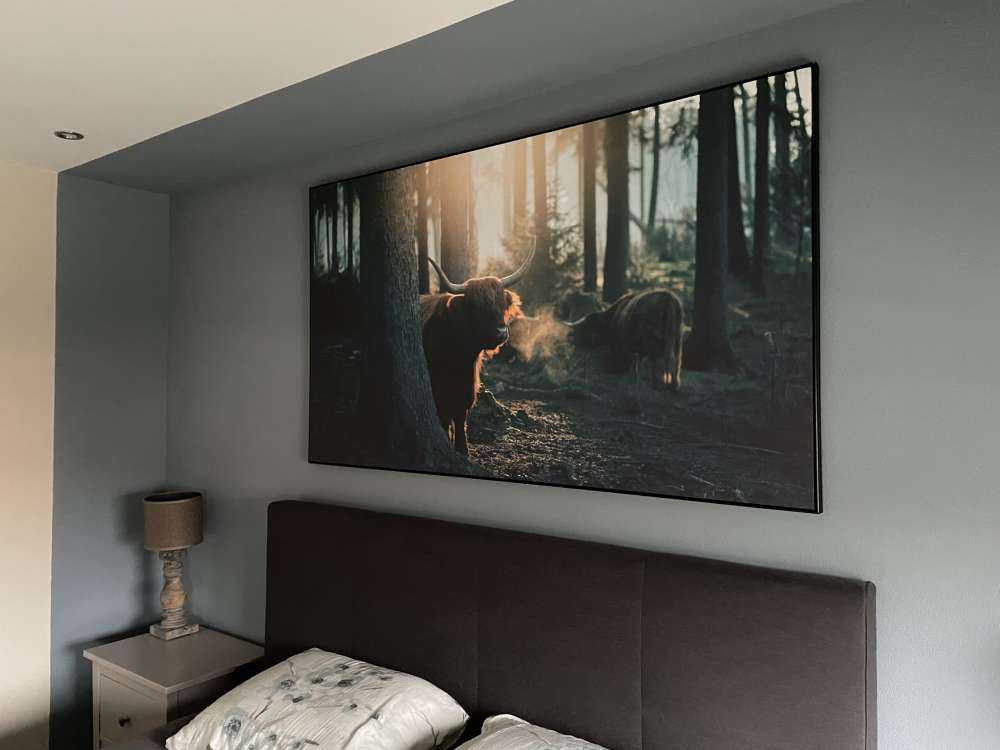 Highlander scozzese nella luce del mattino