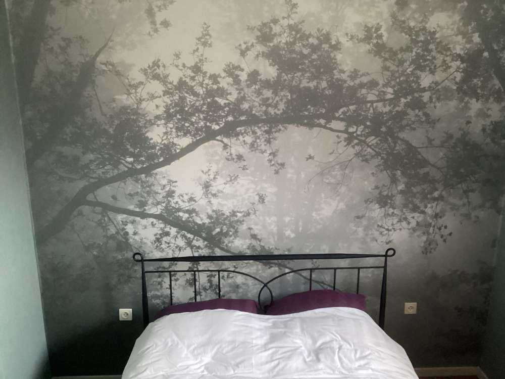 Una bella foresta nella nebbia