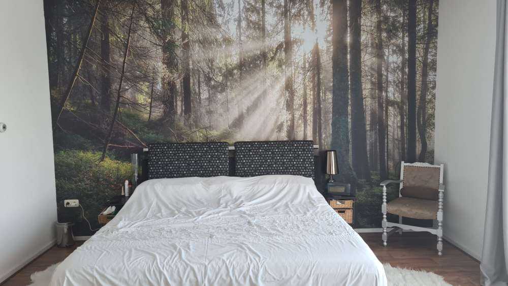 Foresta autunnale con sole