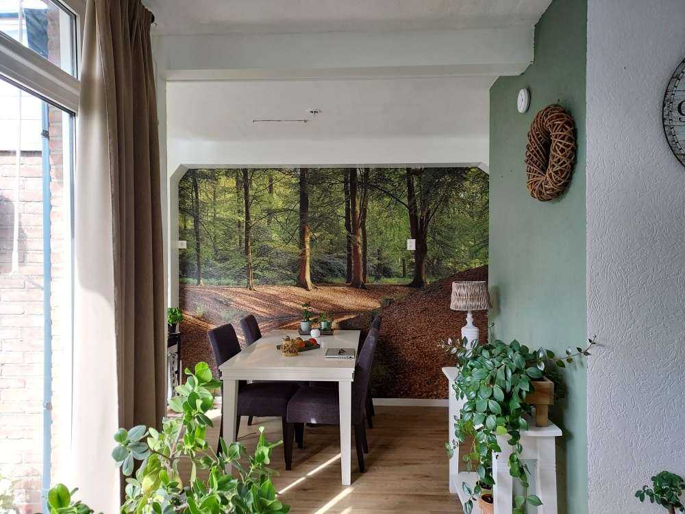 Brooklet nella foresta 