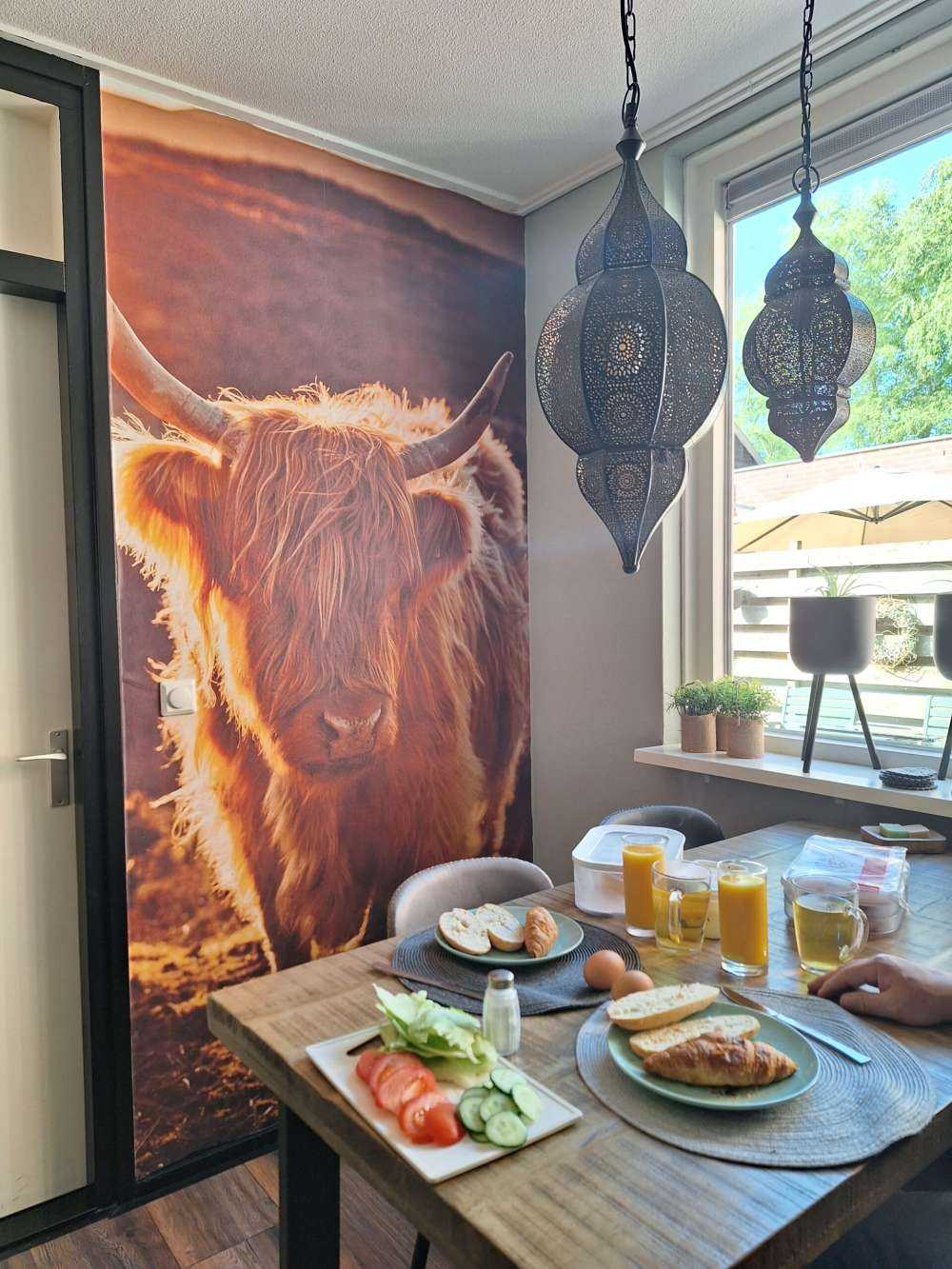 Highlander scozzese al sole