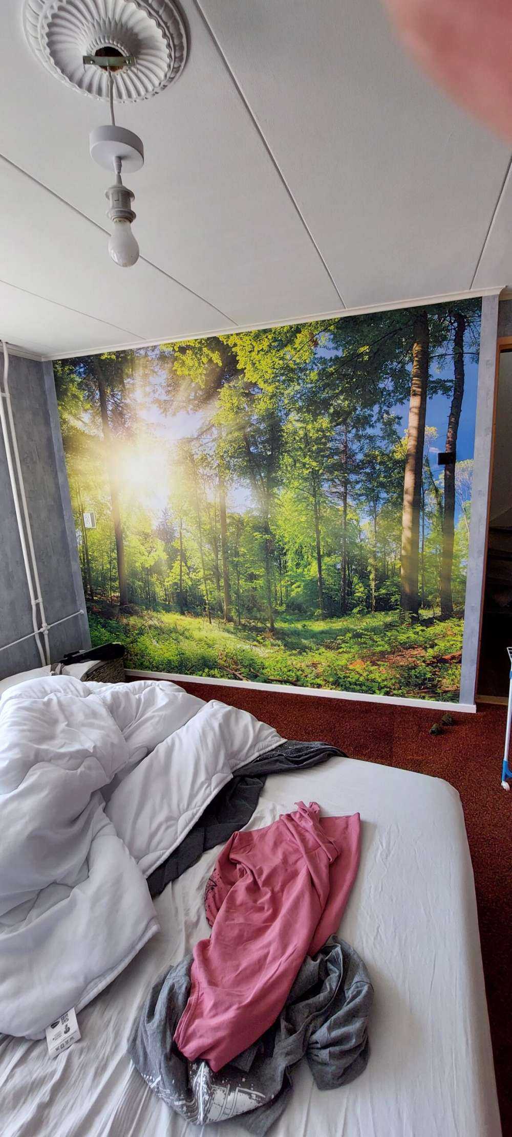 Foresta con raggi di sole