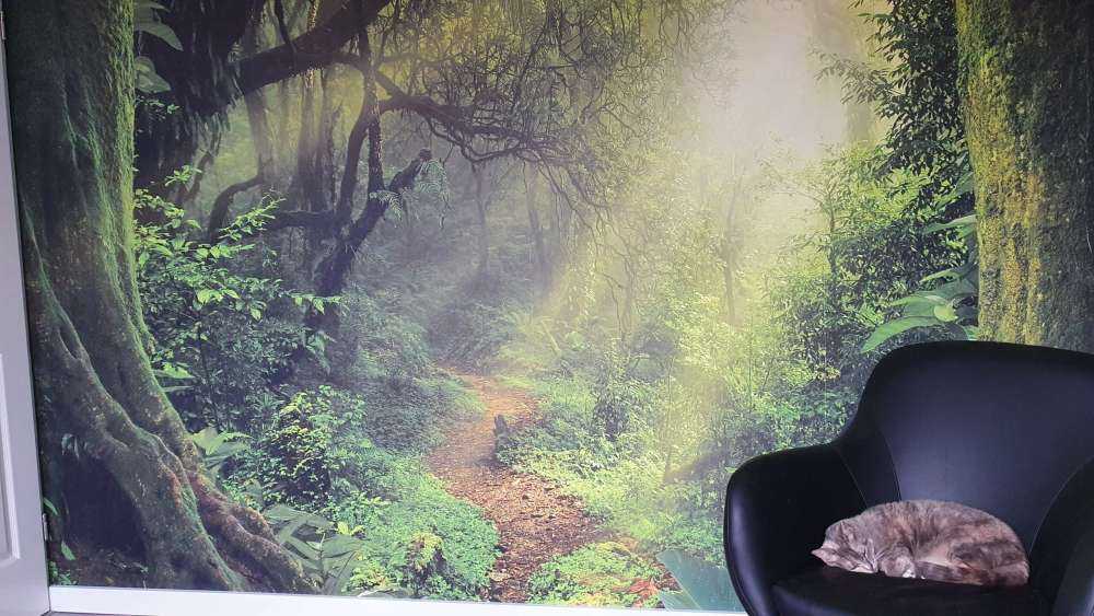 Giungla con raggi di sole