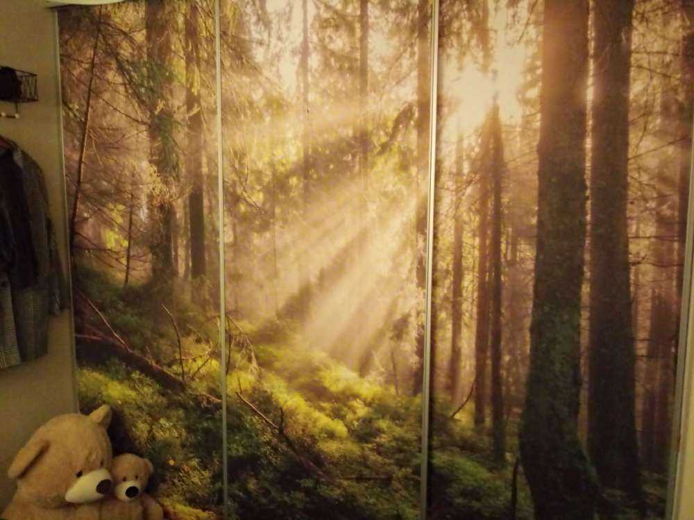 Foresta autunnale con sole