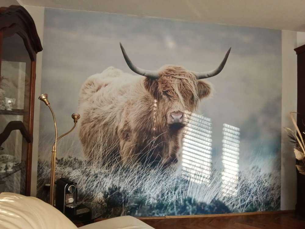 Highlander scozzese in natura