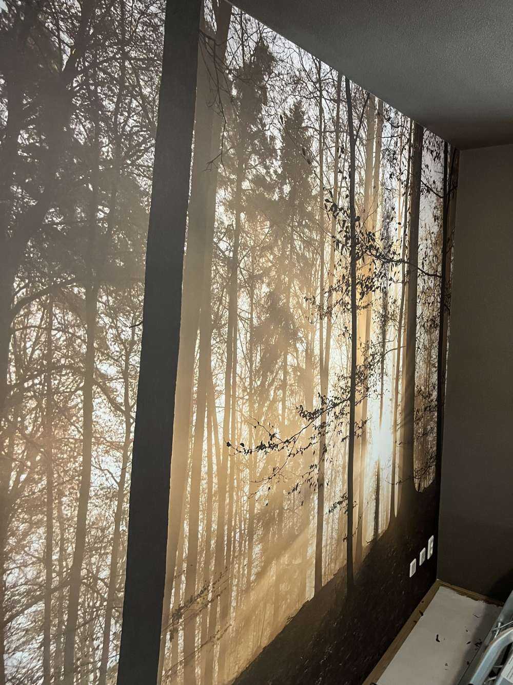 Il sole in una foresta nebbiosa