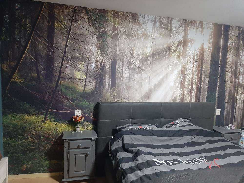 Foresta autunnale con sole