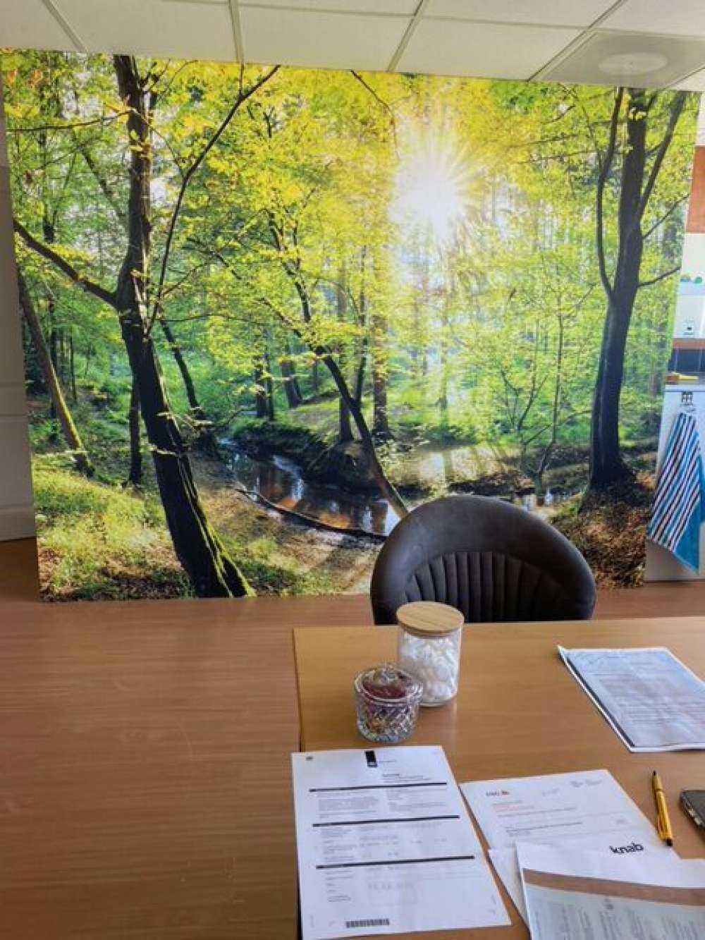 Foresta con un ruscello