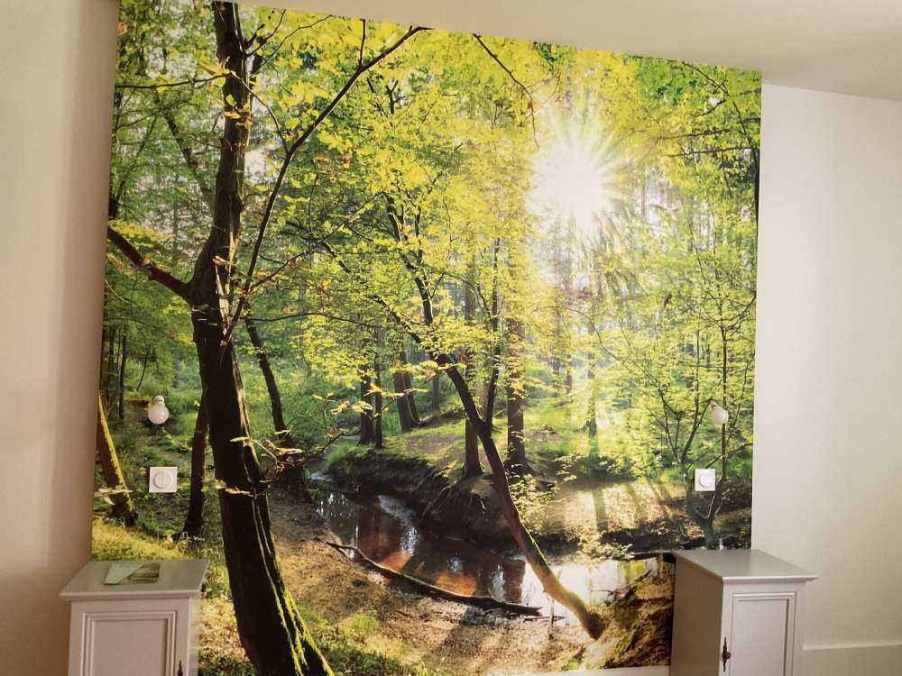 Foresta con un ruscello