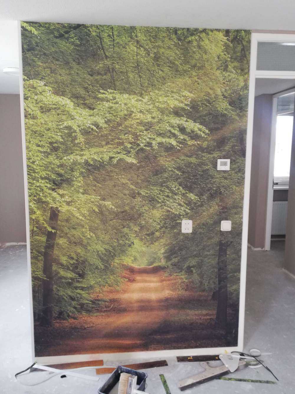 Rospo nella foresta con raggi di sole 