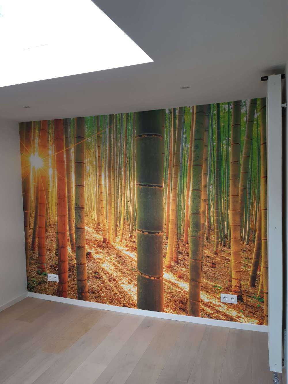 Foresta di bambù all'alba