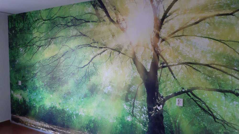 Grande albero con sole