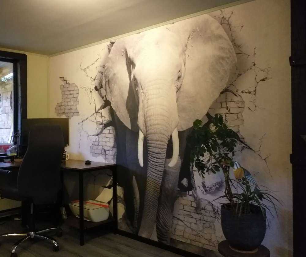 Elefante 3D dal muro