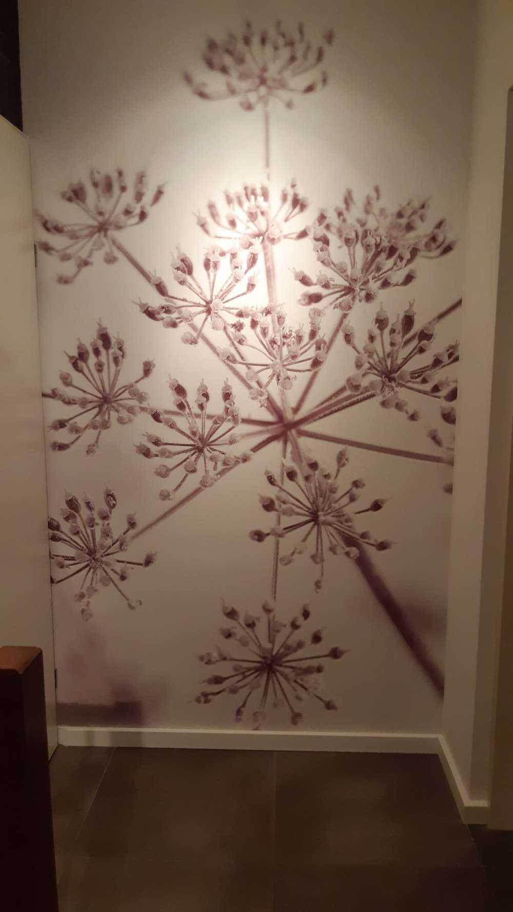 Prezzemolo di mucca ravvicinato