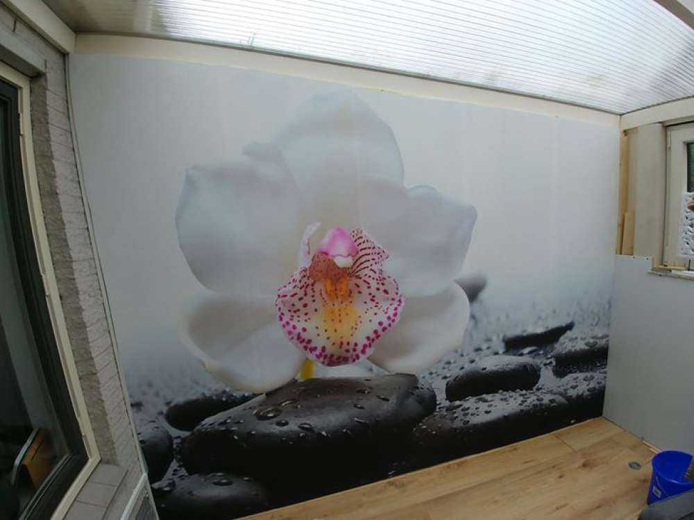 Orchidea bianca
