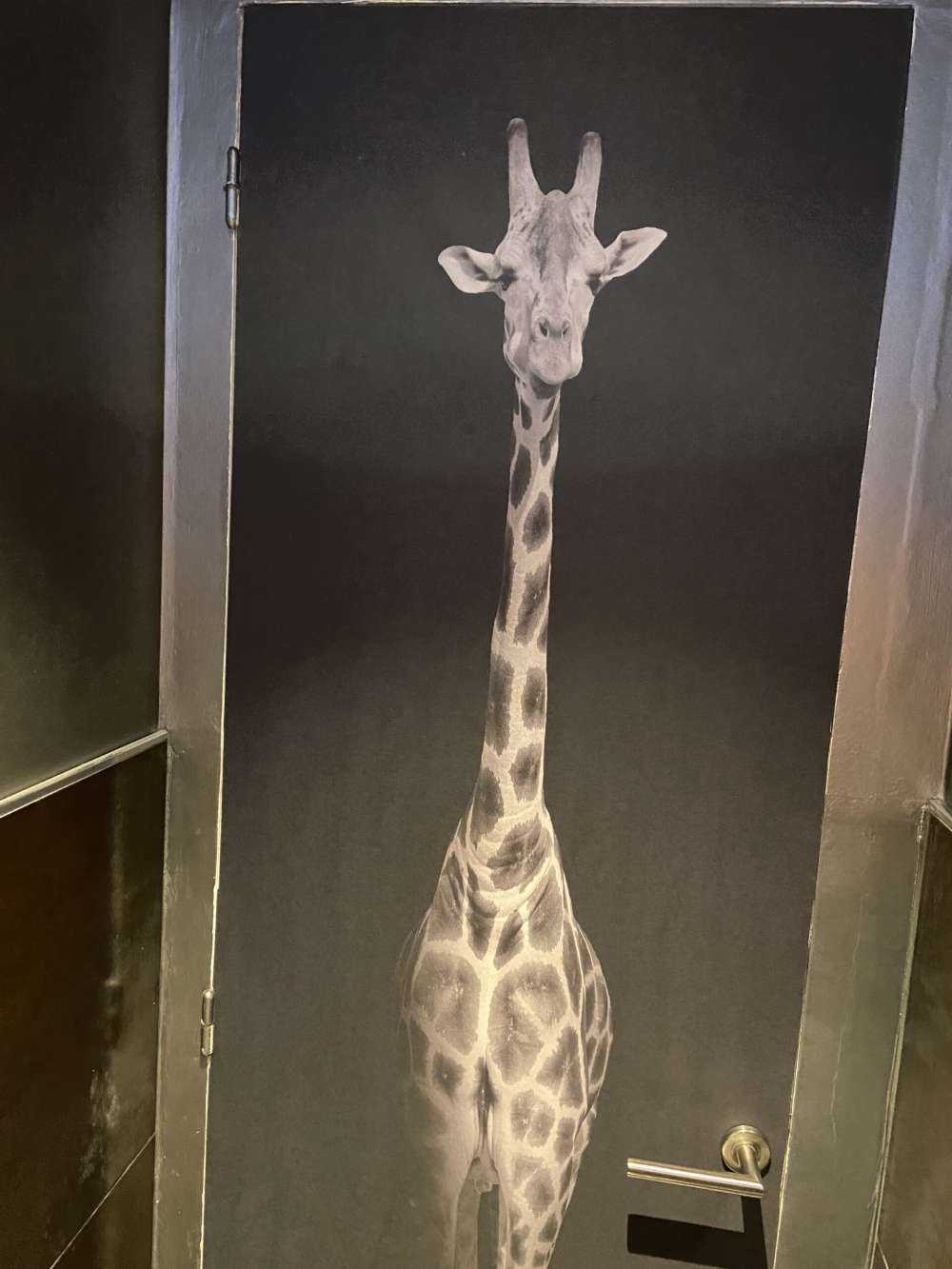 Giraffa in bianco e nero