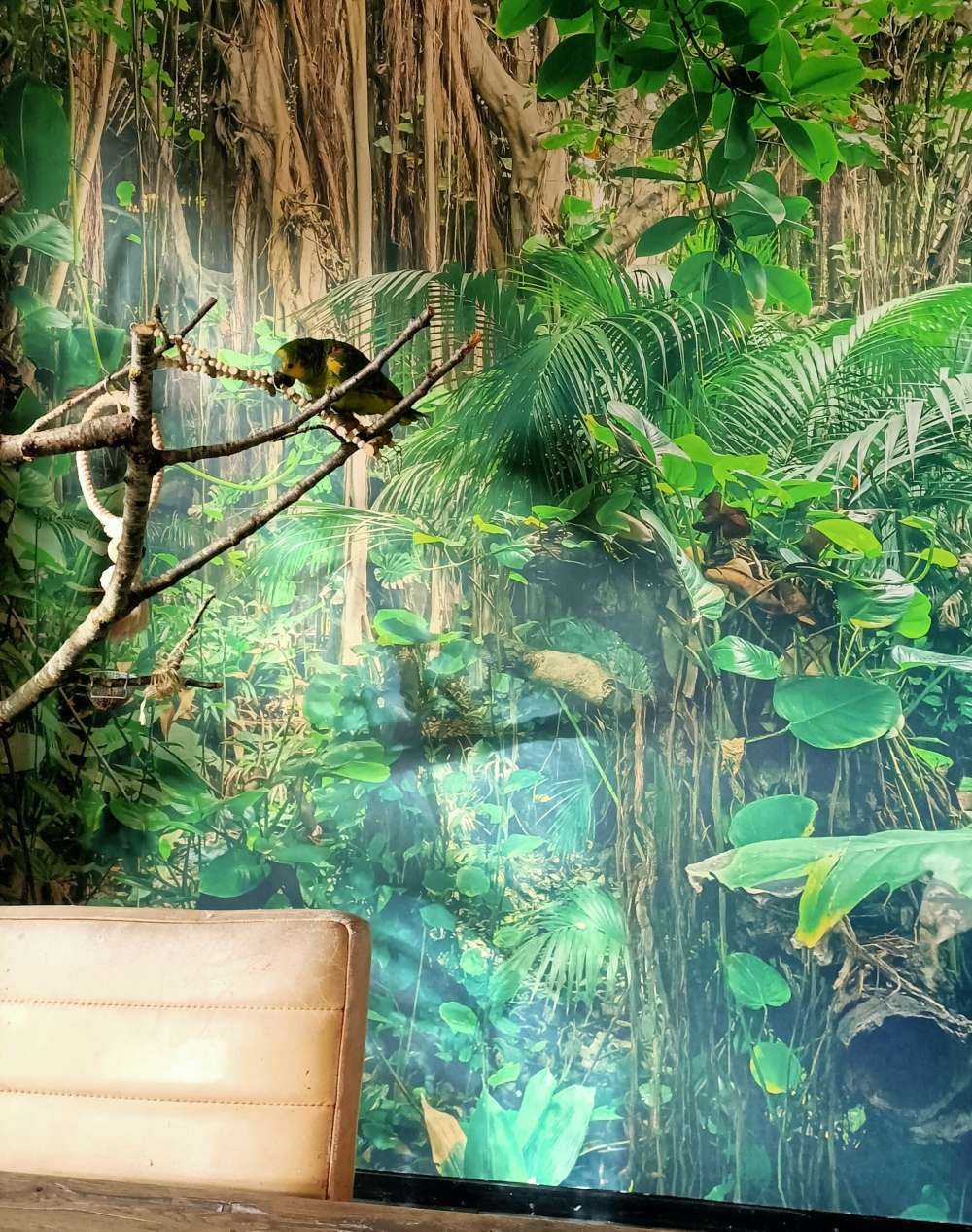 Rami nella foresta pluviale