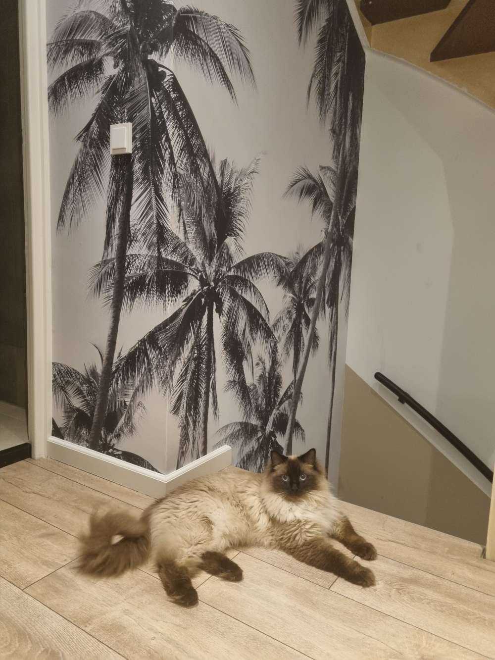 Palme in bianco e nero