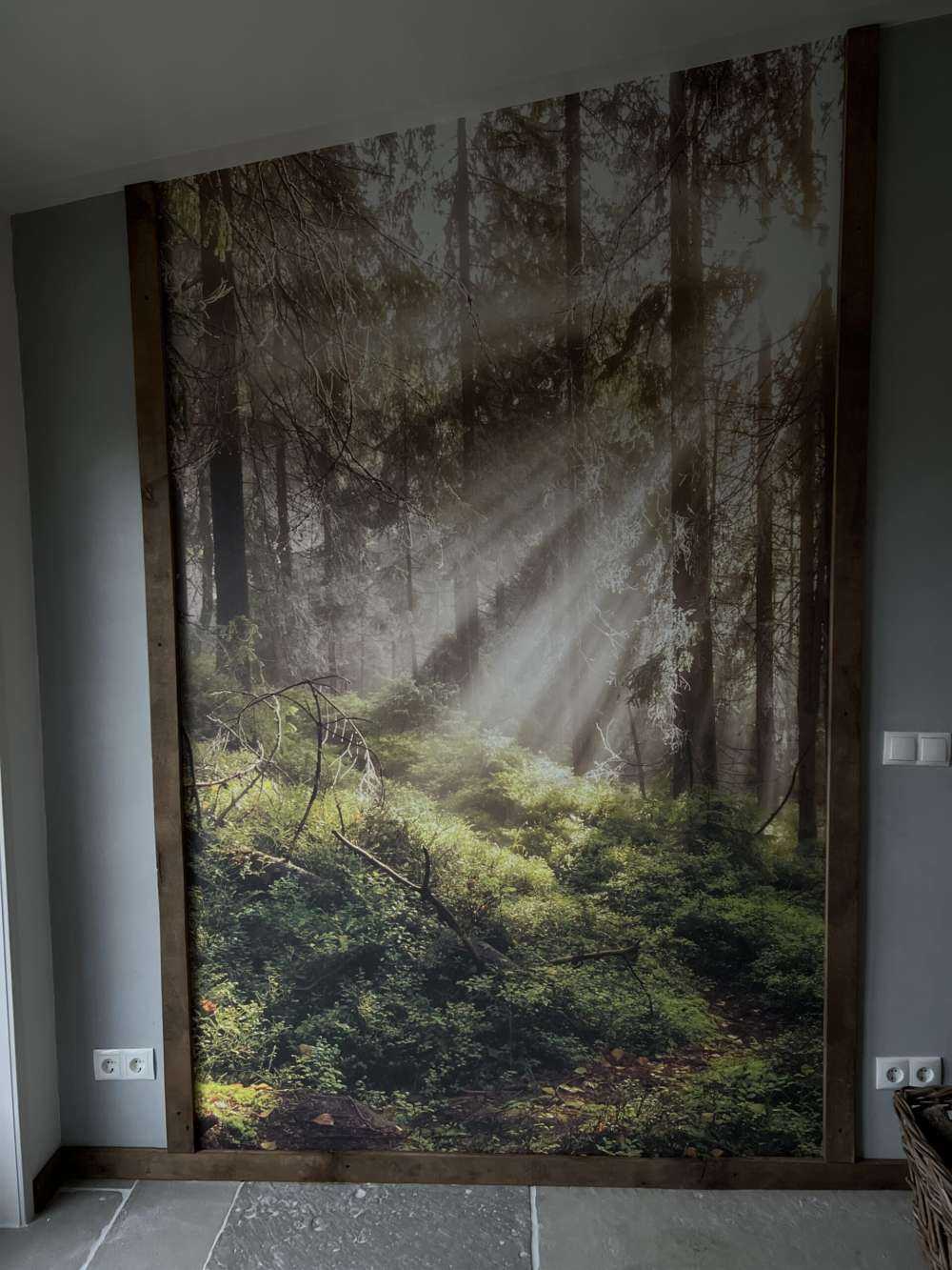 Foresta autunnale con sole