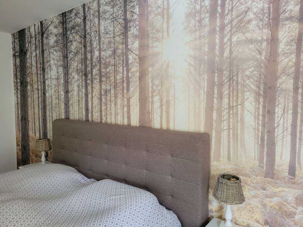 Raggi di sole attraverso la fredda foresta