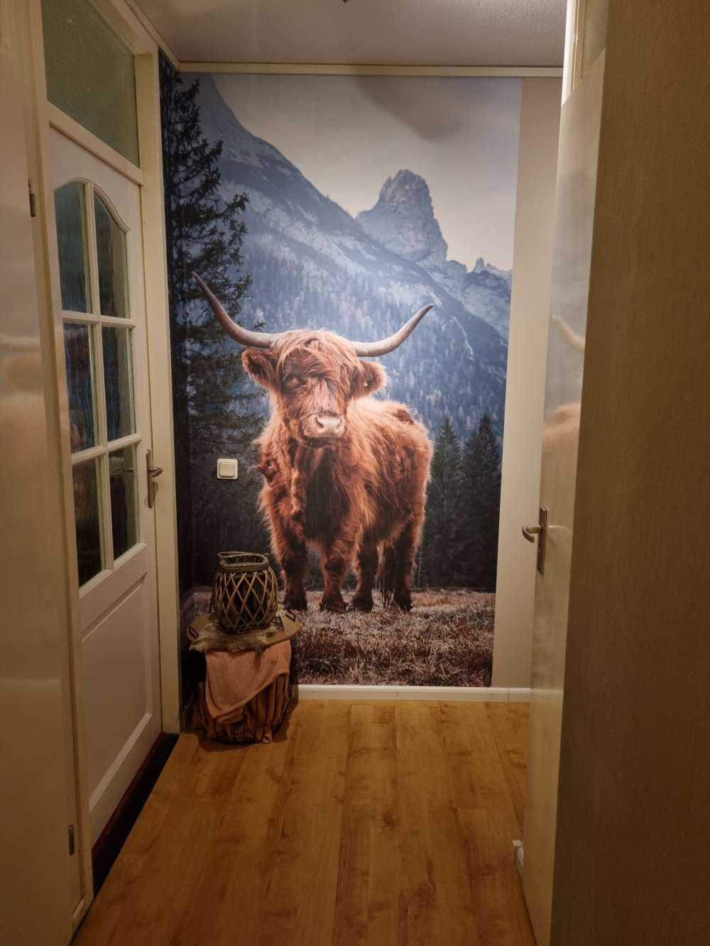 Highlander scozzese tra gli alberi