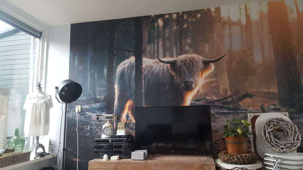 Highlander scozzese bianco