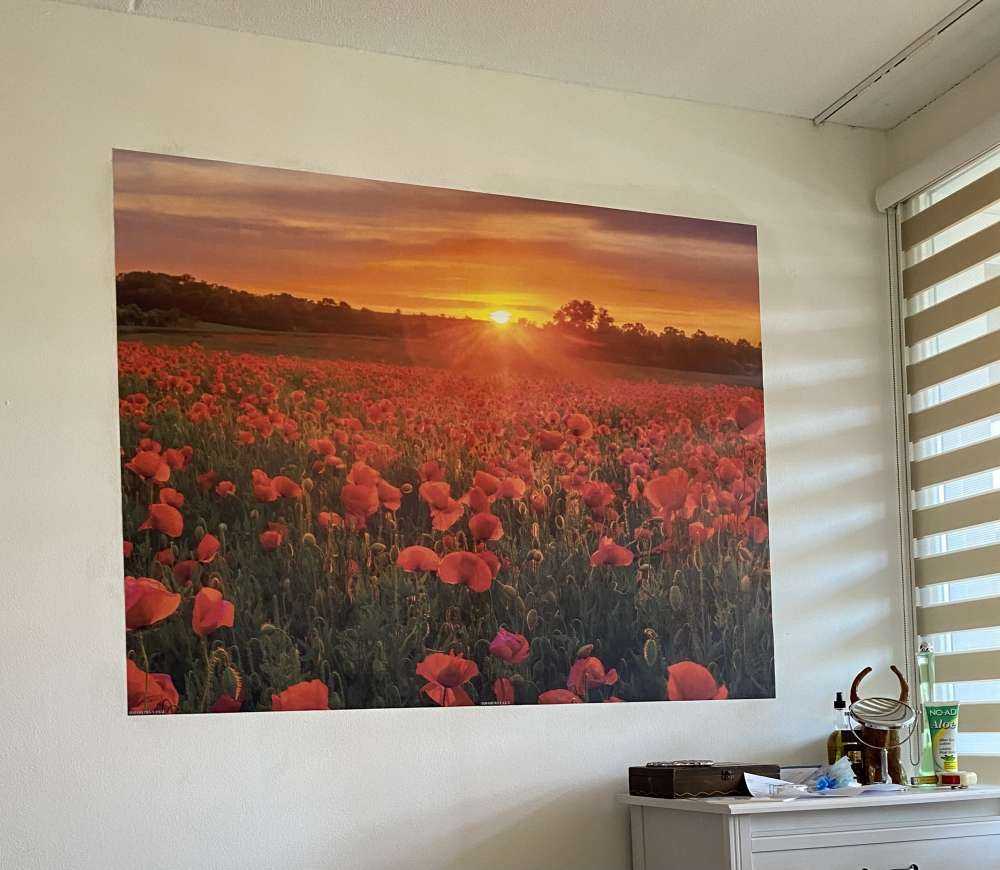 Campo di papaveri in fiore