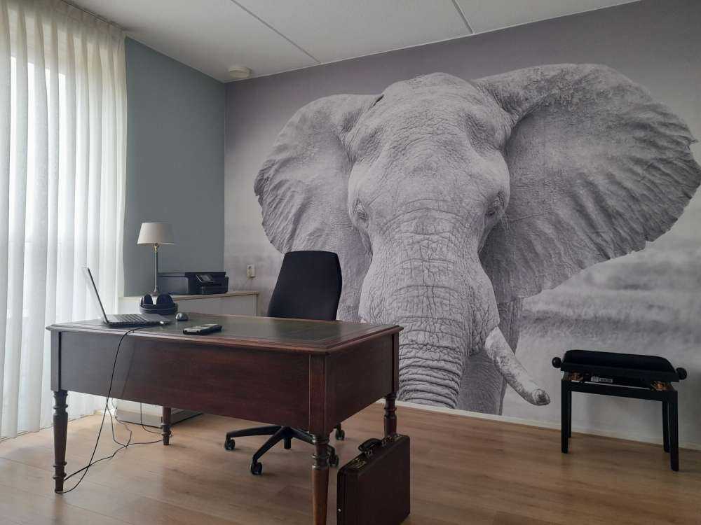 Elefante bianco e nero