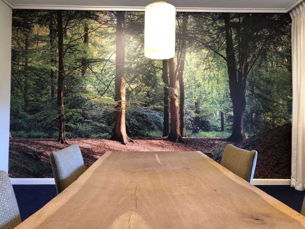 Brooklet nella foresta 