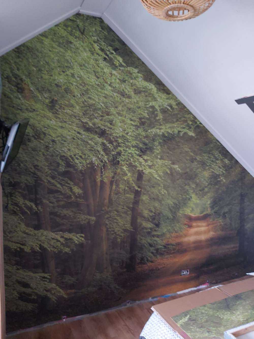 Rospo nella foresta con raggi di sole 