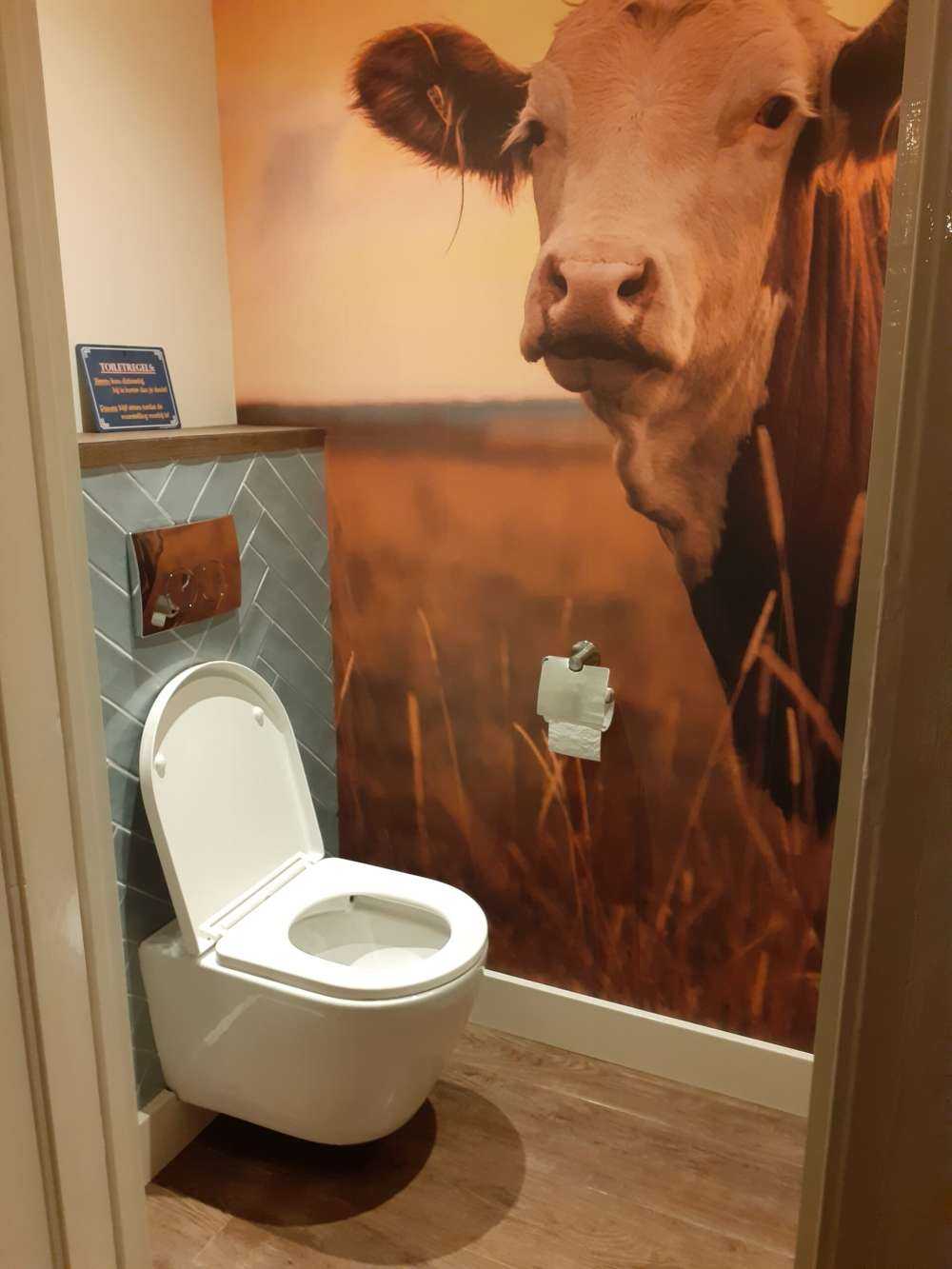 Mucche al sole della sera