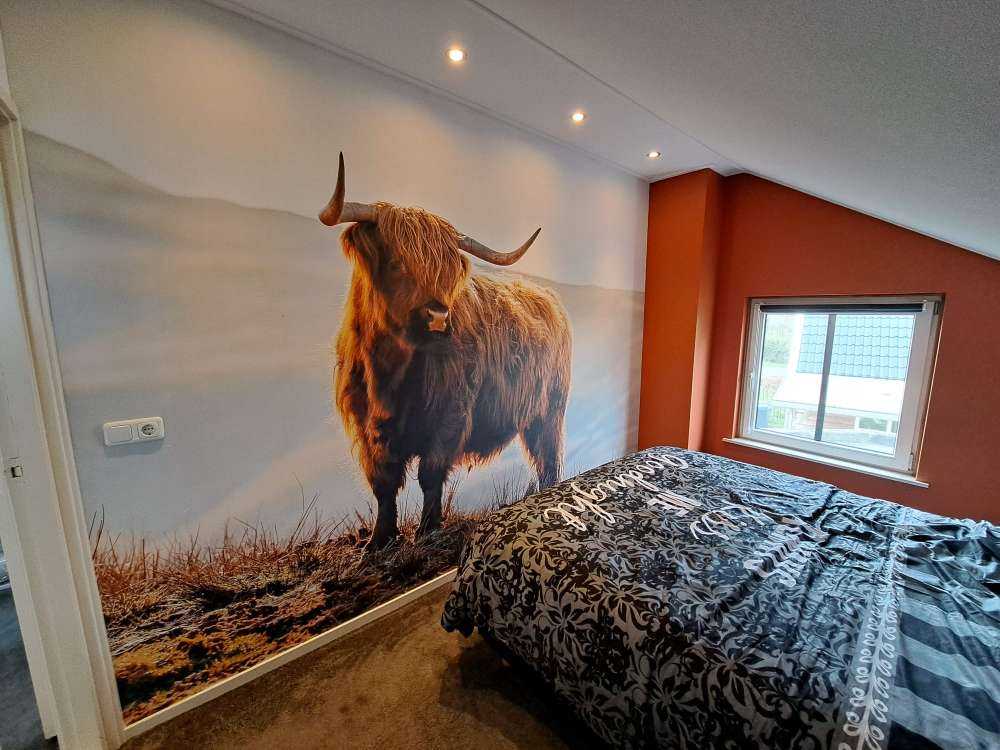 Highlander scozzese su una collina