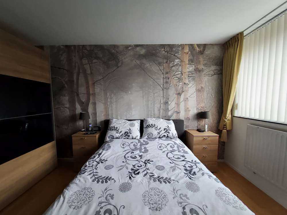 Foresta nella nebbia