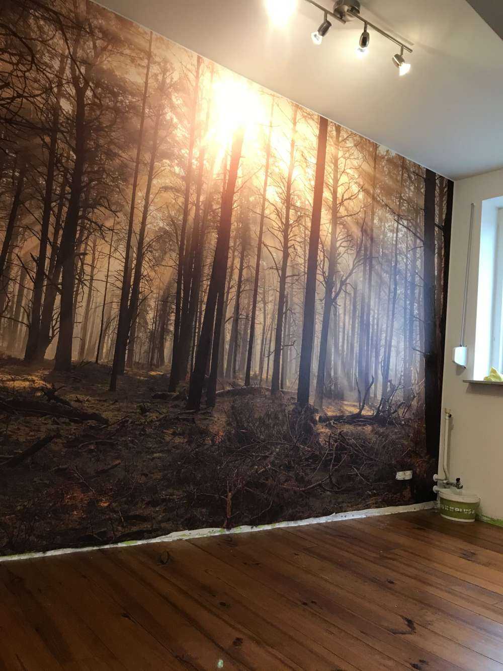 Foresta con alberi ad alto fusto