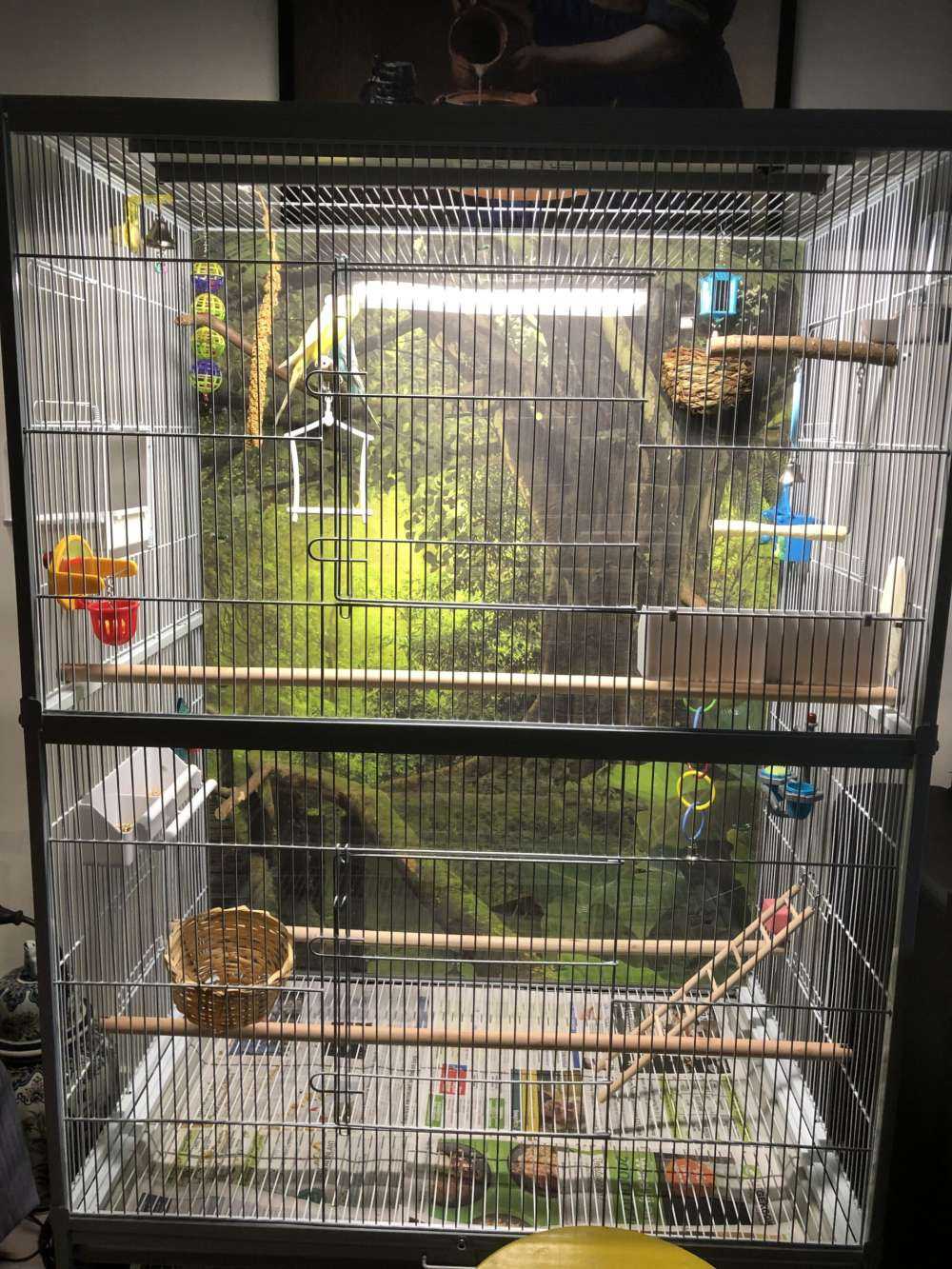 Ponte di legno attraverso una giungla verde