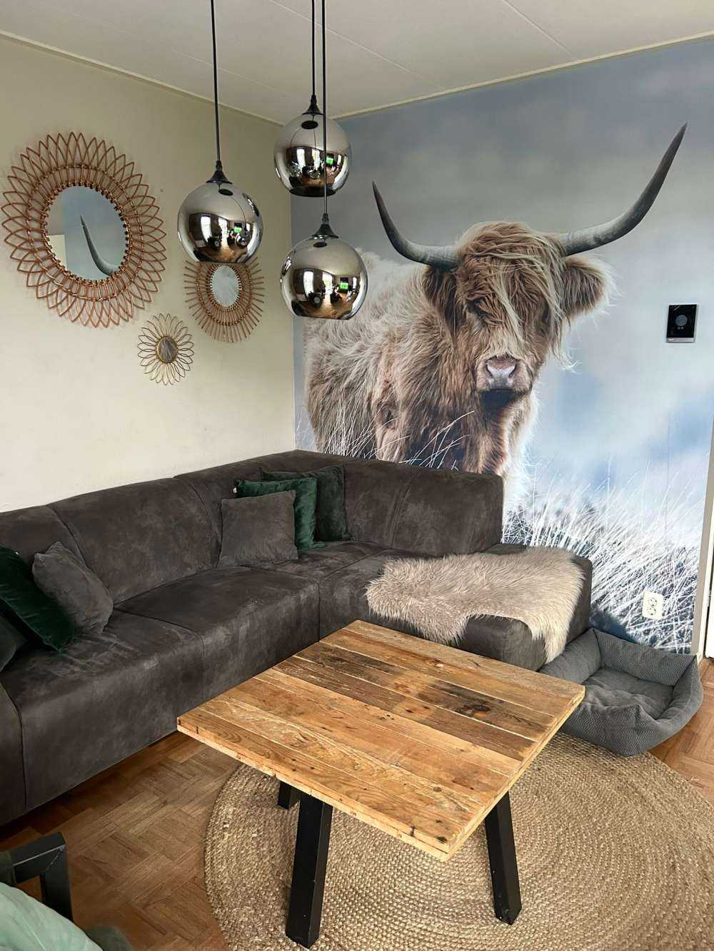 Highlander scozzese in natura