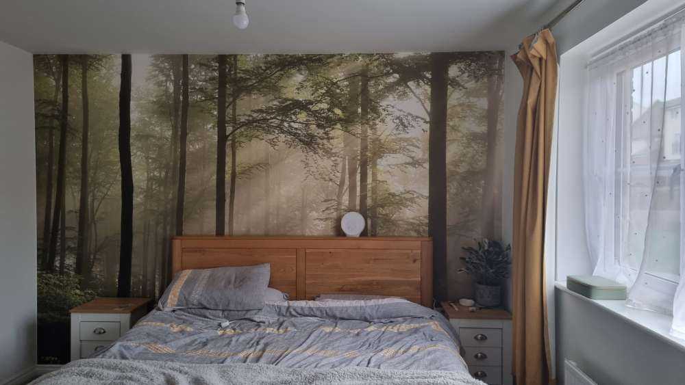 Foresta verde nella nebbia