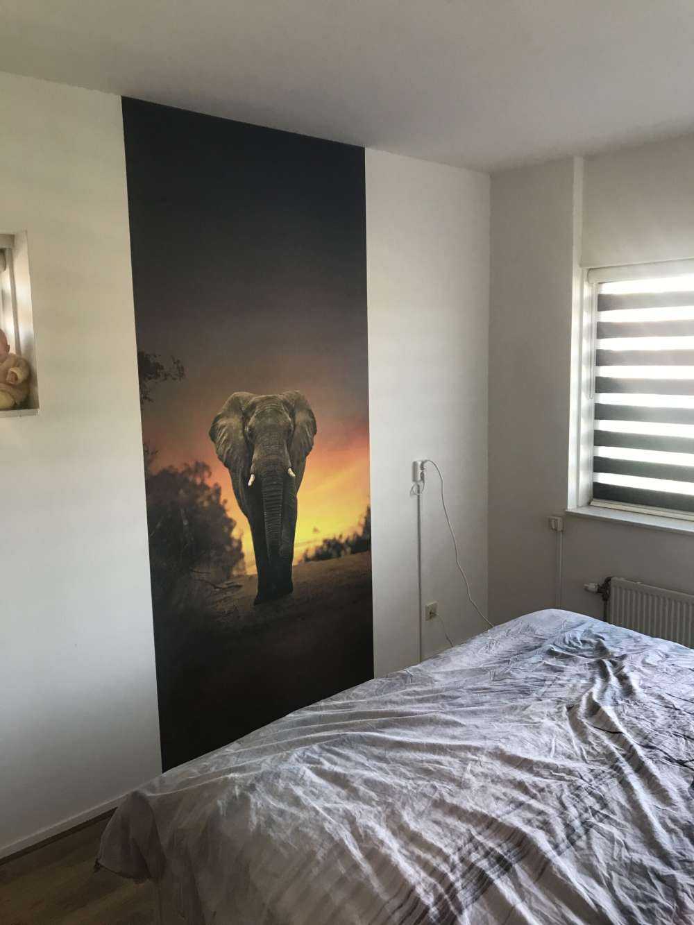 Elefante al tramonto