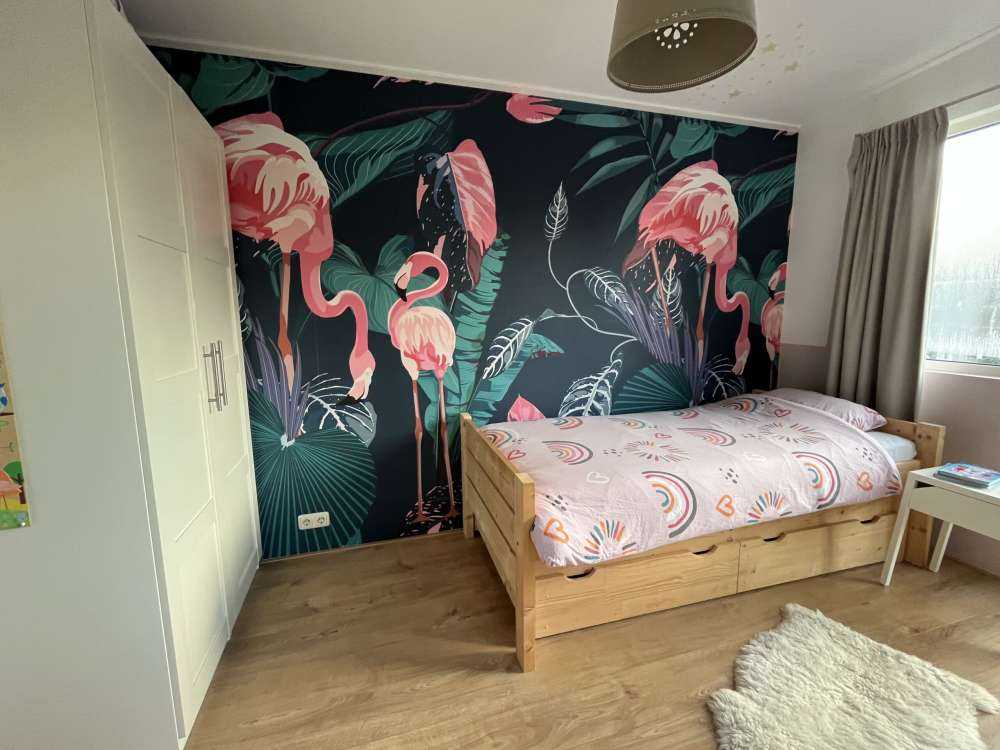 Fenicotteri rosa selvatici