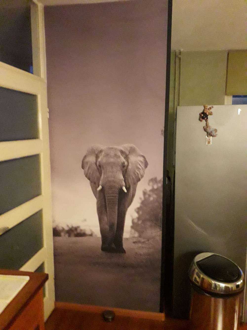 Elefante al tramonto
