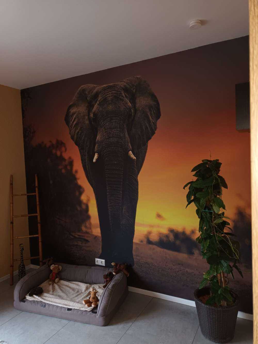 Elefante al tramonto