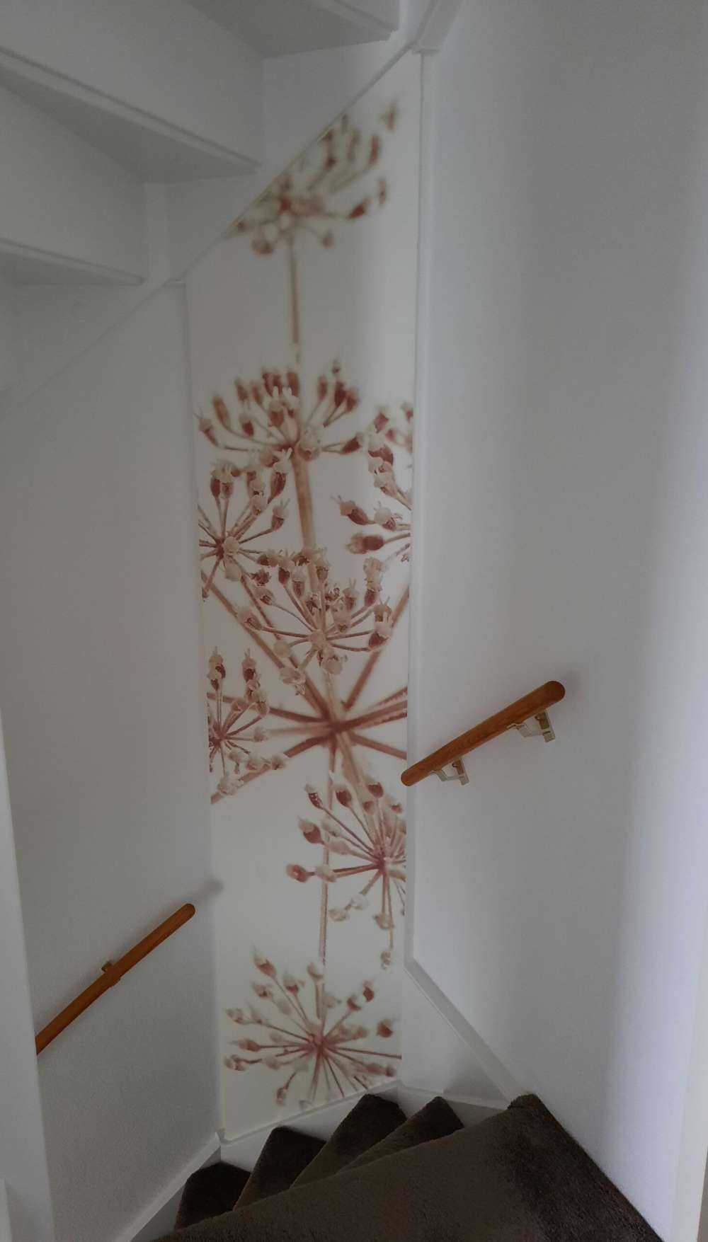 Prezzemolo di mucca ravvicinato