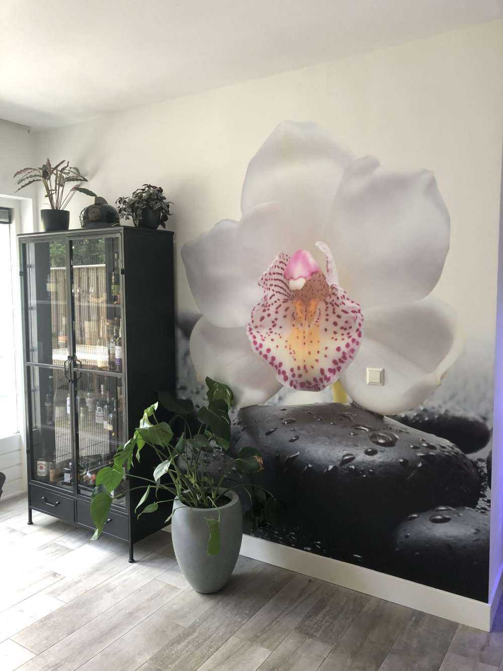 Orchidea bianca