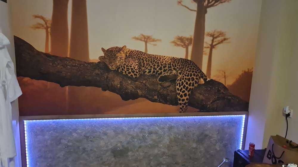 Leopardo addormentato