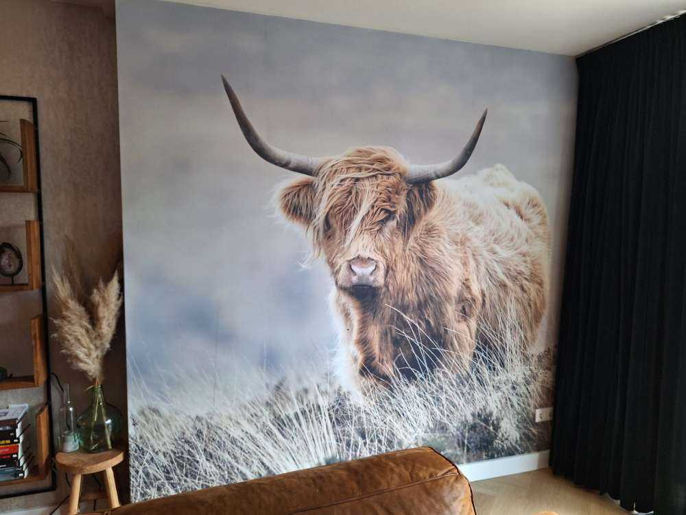 Highlander scozzese in natura