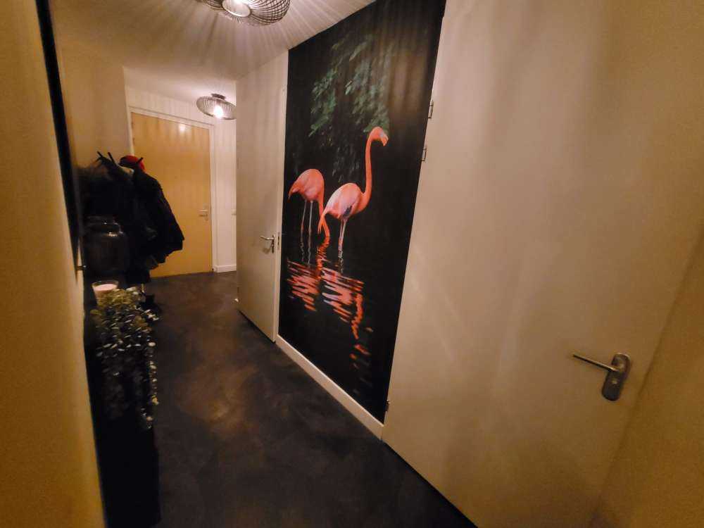 Due fenicotteri caraibici