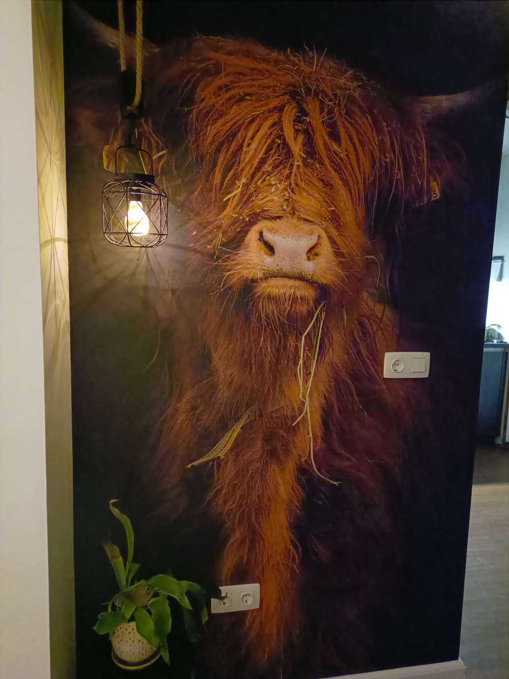 Ritratto scozzese Highlander