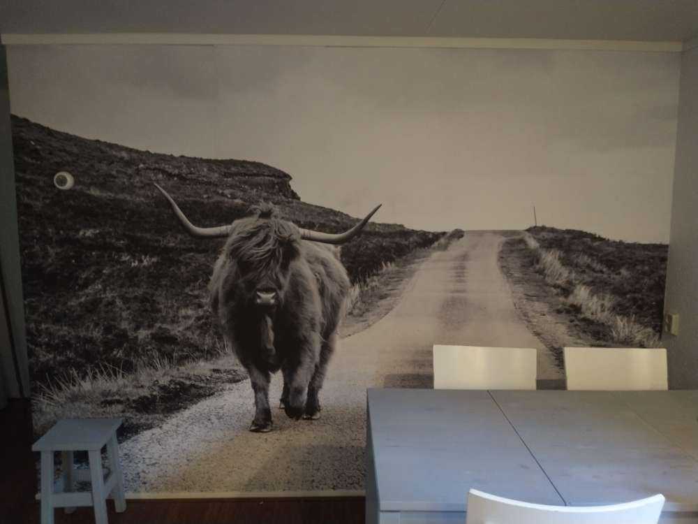 Highlander scozzese su una strada