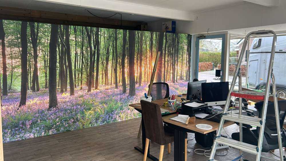 Sentiero della foresta all'alba