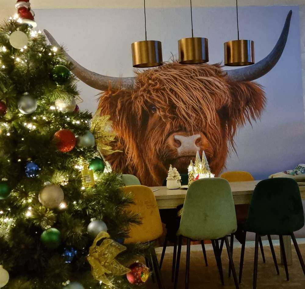 Staring Highlander scozzese